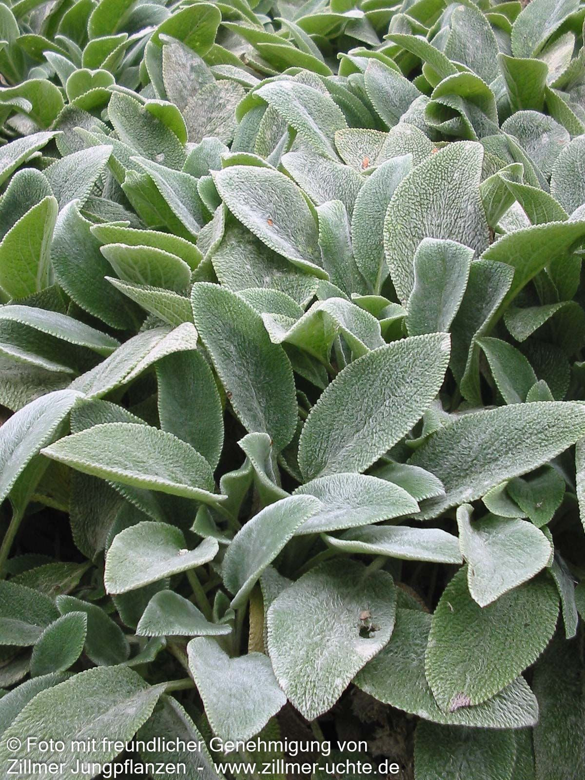 Baumwoll-Ziest 'Cotton Boll' (Stachys byzantina)