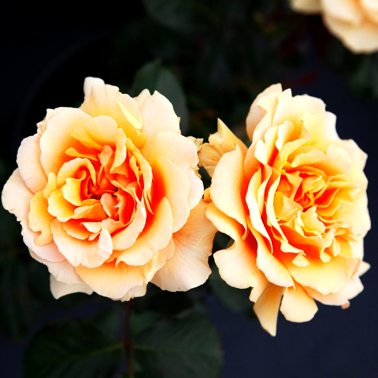 Beetrose 'Amber Queen' (Rosa BT III)