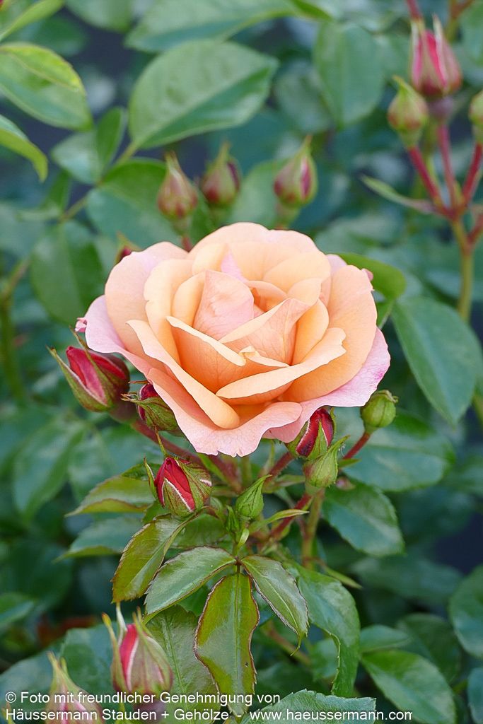 Beetrose 'Aprikola' (Rosa  BT III)