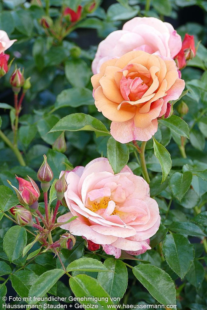 Beetrose 'Aprikola' (Rosa  BT III)