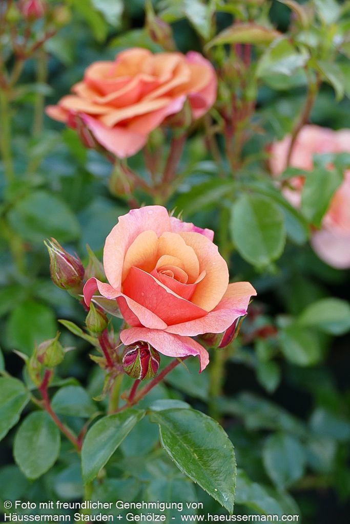Beetrose 'Aprikola' (Rosa  BT III)