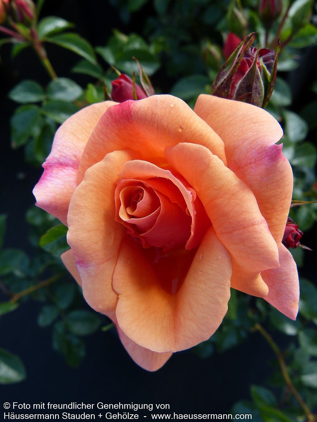 Beetrose 'Aprikola' (Rosa  BT III)