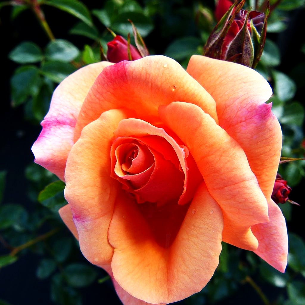 Beetrose 'Aprikola' (Rosa BT III)