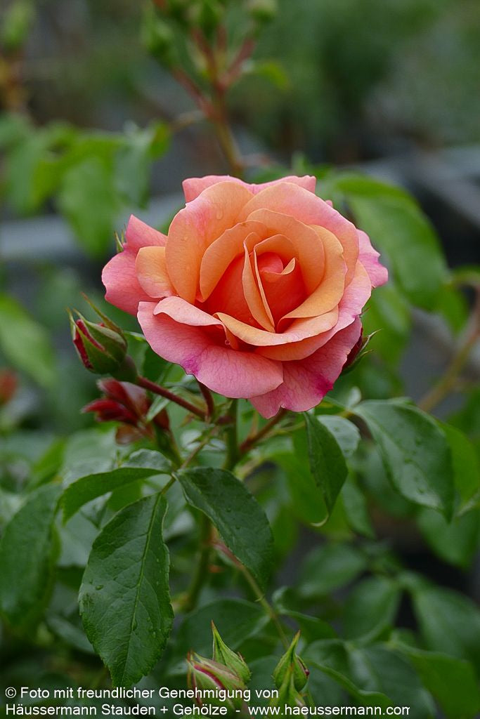 Beetrose 'Aprikola' (Rosa  BT III)