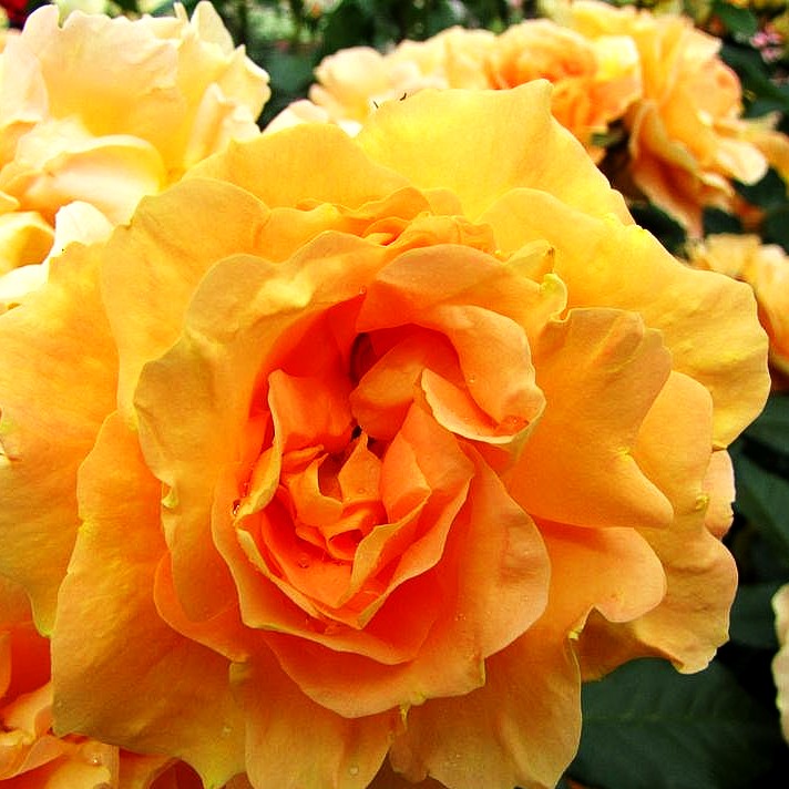 Beetrose 'Bernstein Rose' (Rosa BT IV)