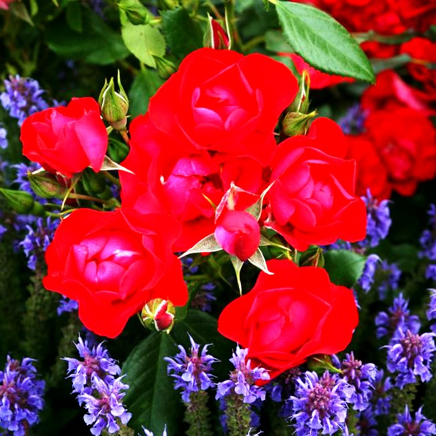 Beetrose 'Black Forest Rose' -R- (Rosa BT III)
