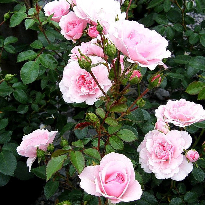 Beetrose 'Bonica 82' (Rosa BT III)