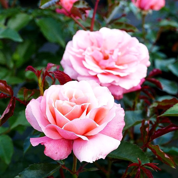 Beetrose 'Botticelli' (Rosa BT III)