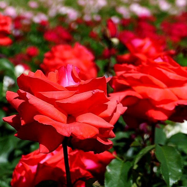 Beetrose 'Duftwolke' (Rosa BT II)