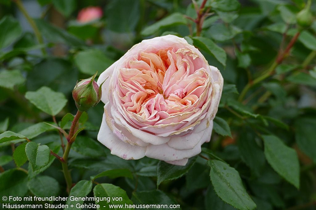 Beetrose 'Garden of Roses' (Rosa  BT IV)