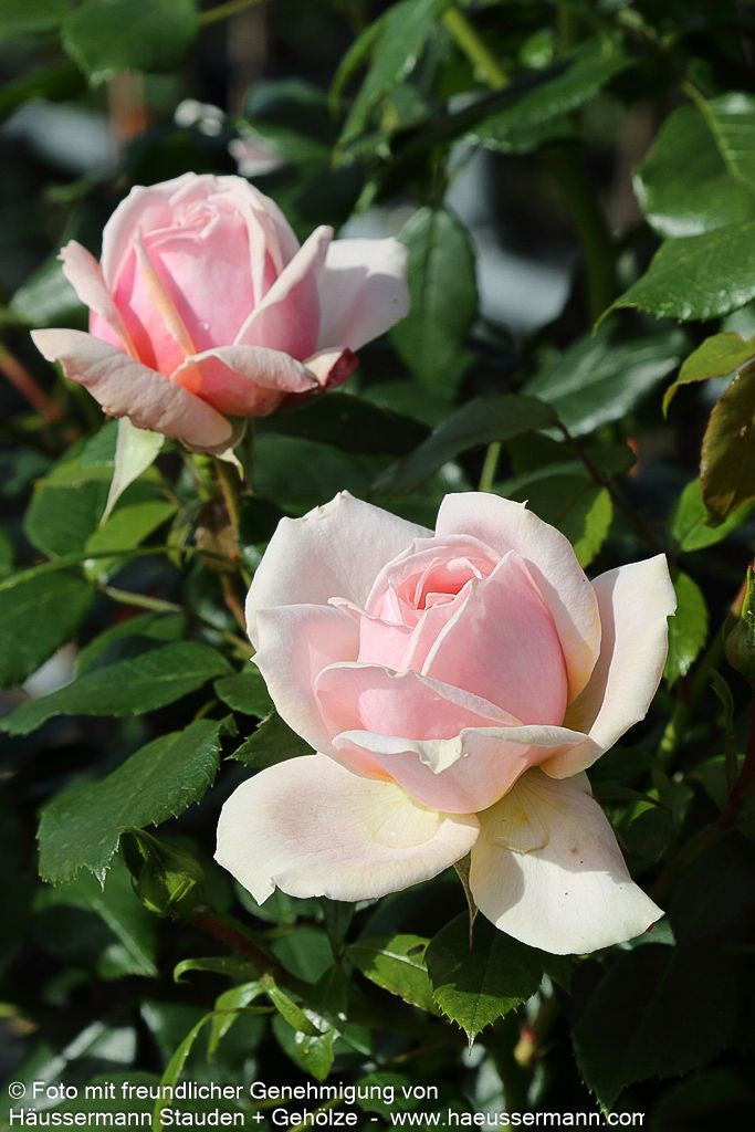 Beetrose 'Garden of Roses' (Rosa  BT IV)