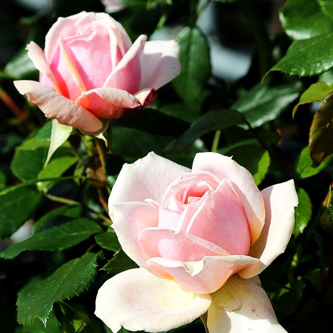 Beetrose 'Garden of Roses' (Rosa BT IV)