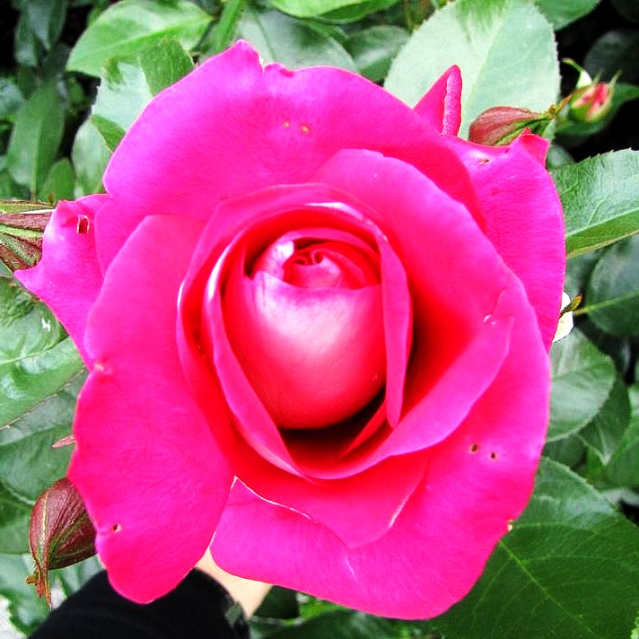 Beetrose 'Heimatmelodie' (Rosa BT III)