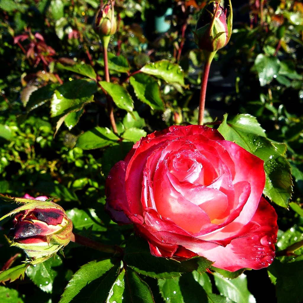 Beetrose 'Jubilee du Prince de Monaco' (Rosa BT IV)