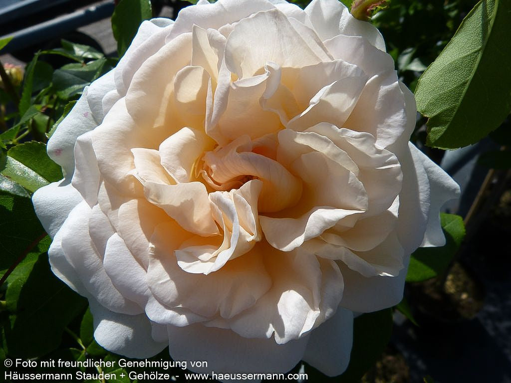 Beetrose 'KOSMOS' (Rosa  BT V)