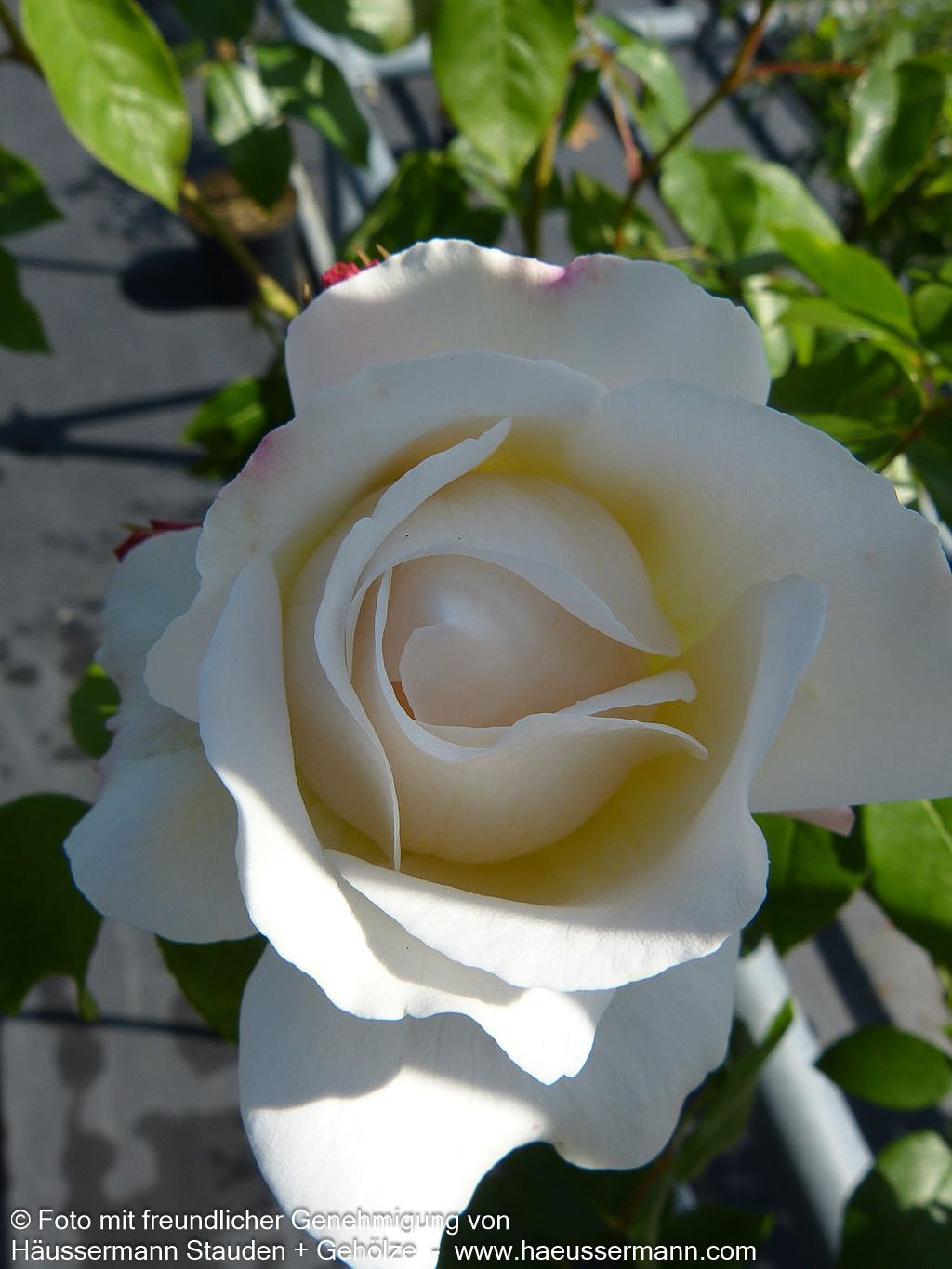 Beetrose 'KOSMOS' (Rosa  BT V)