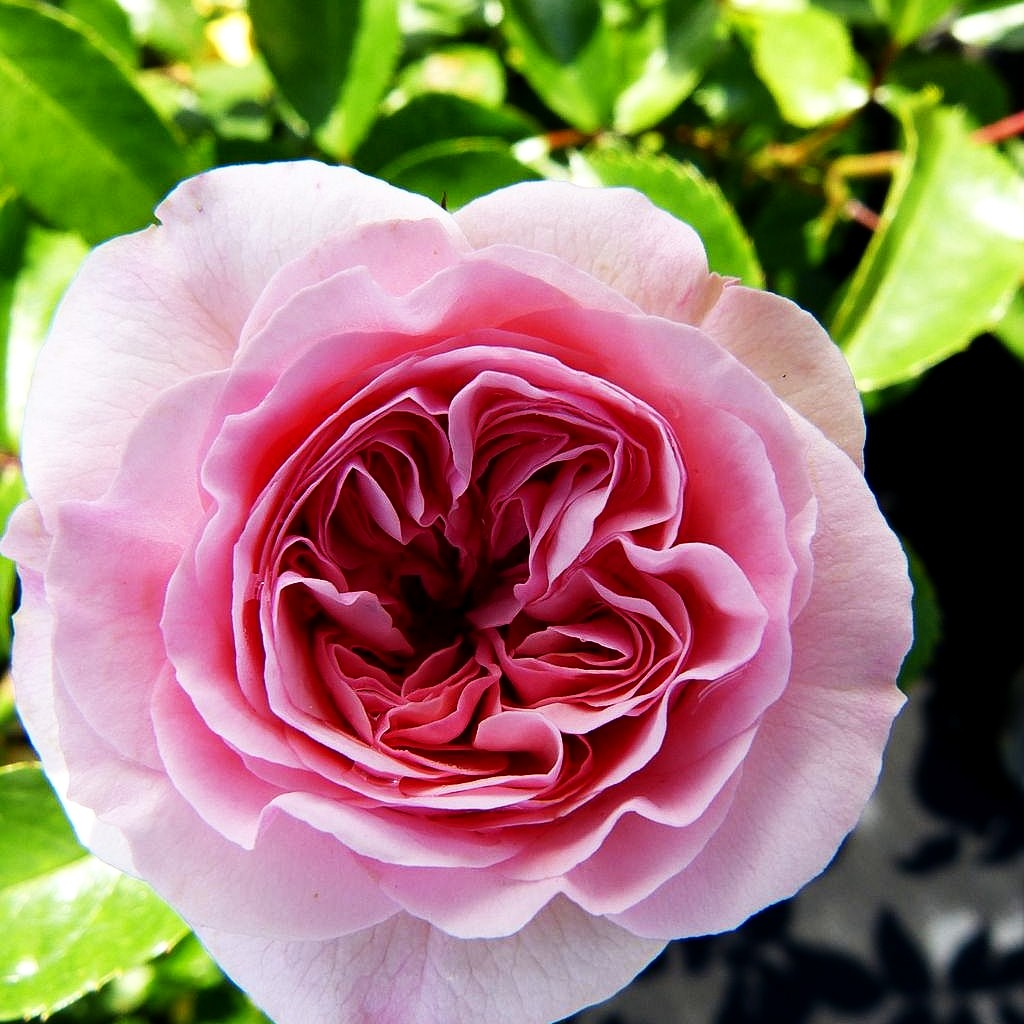 Beetrose 'Larissa' (Rosa BT III)