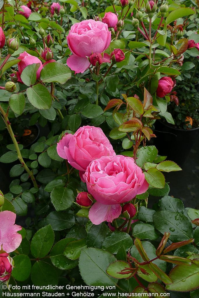 Beetrose 'Leonardo da Vinci'  -R- 'Leonardo da Vinci' (Rosa  BT IV)