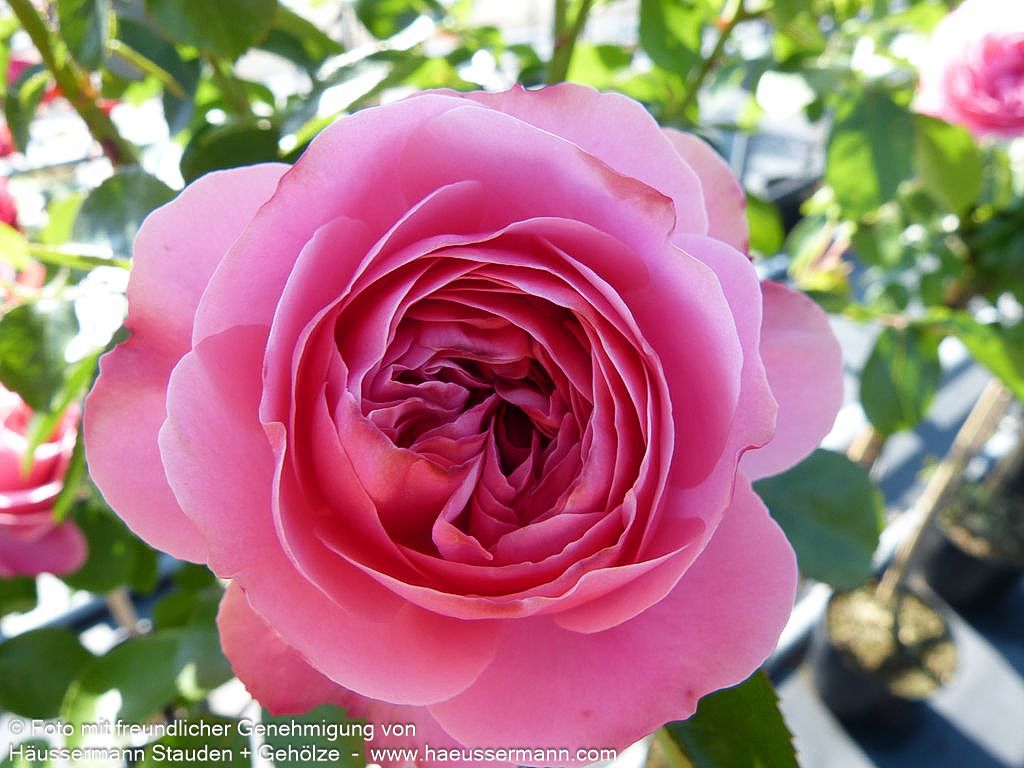 Beetrose 'Leonardo da Vinci'  -R- 'Leonardo da Vinci' (Rosa  BT IV)
