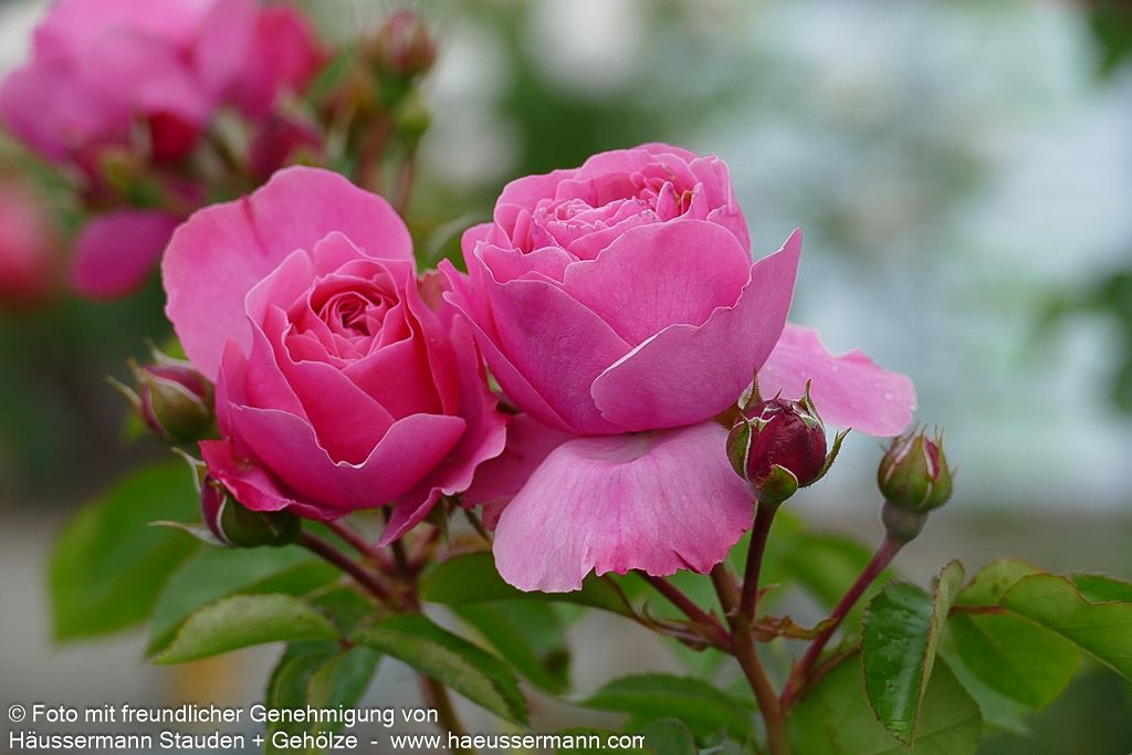 Beetrose 'Leonardo da Vinci'  -R- 'Leonardo da Vinci' (Rosa  BT IV)