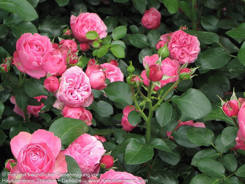 Beetrose 'Leonardo da Vinci'  -R- 'Leonardo da Vinci' (Rosa  BT IV)