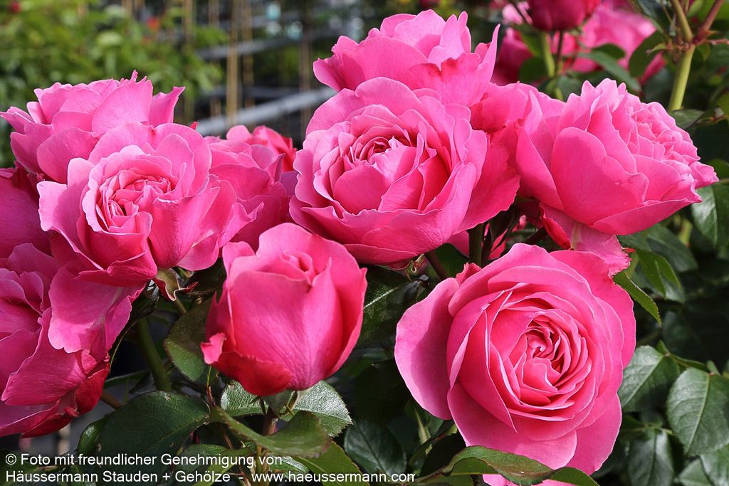 Beetrose 'Leonardo da Vinci'  -R- 'Leonardo da Vinci' (Rosa  BT IV)