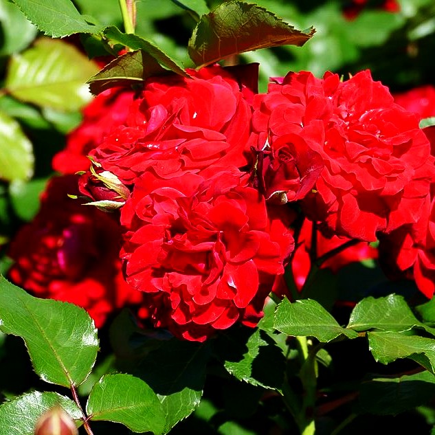 Beetrose 'Nina Weibull' (Rosa BT II)