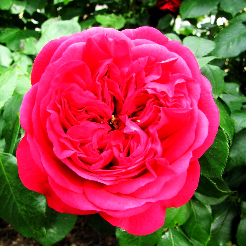 Beetrose 'Out of Rosenheim' (Rosa BT IV)