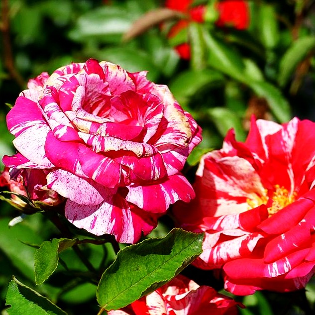 Beetrose 'Papageno' (Rosa BT IV)