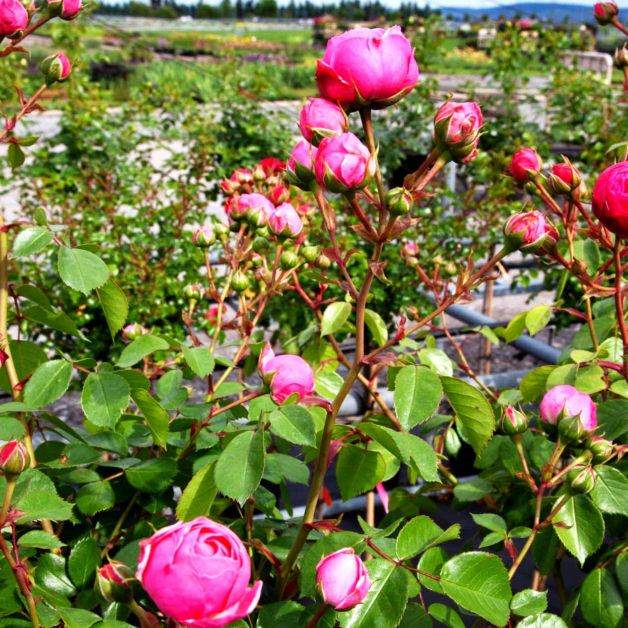 Beetrose 'Pomponella' (Rosa BT IV)