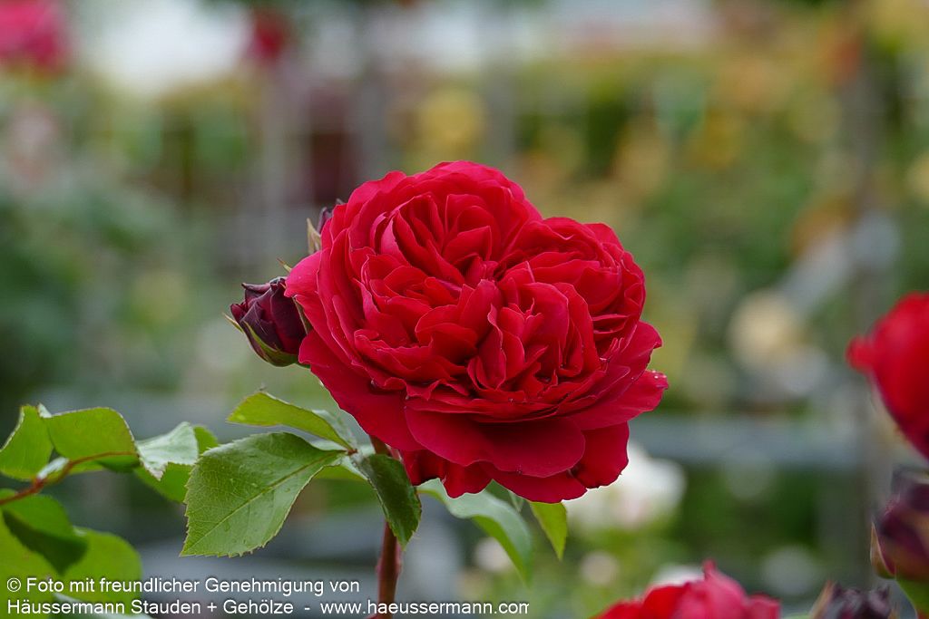 Beetrose 'Red Leonardo da Vinci' (Rosa  BT VI)