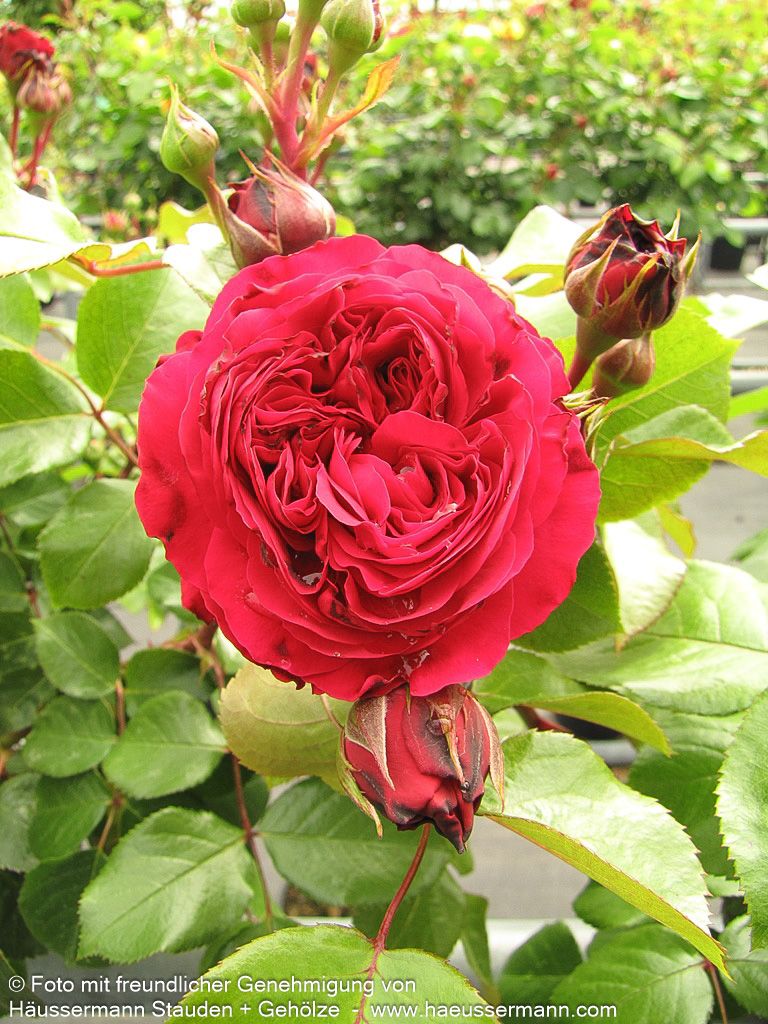 Beetrose 'Red Leonardo da Vinci' (Rosa  BT VI)
