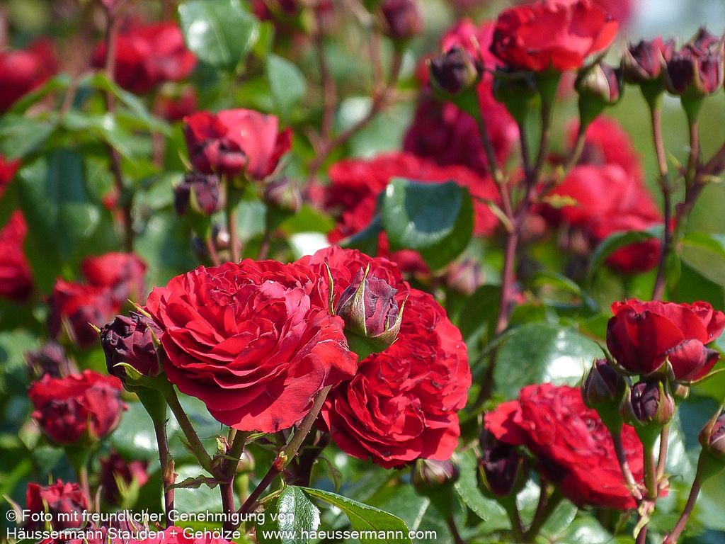 Beetrose 'Red Leonardo da Vinci' (Rosa  BT VI)
