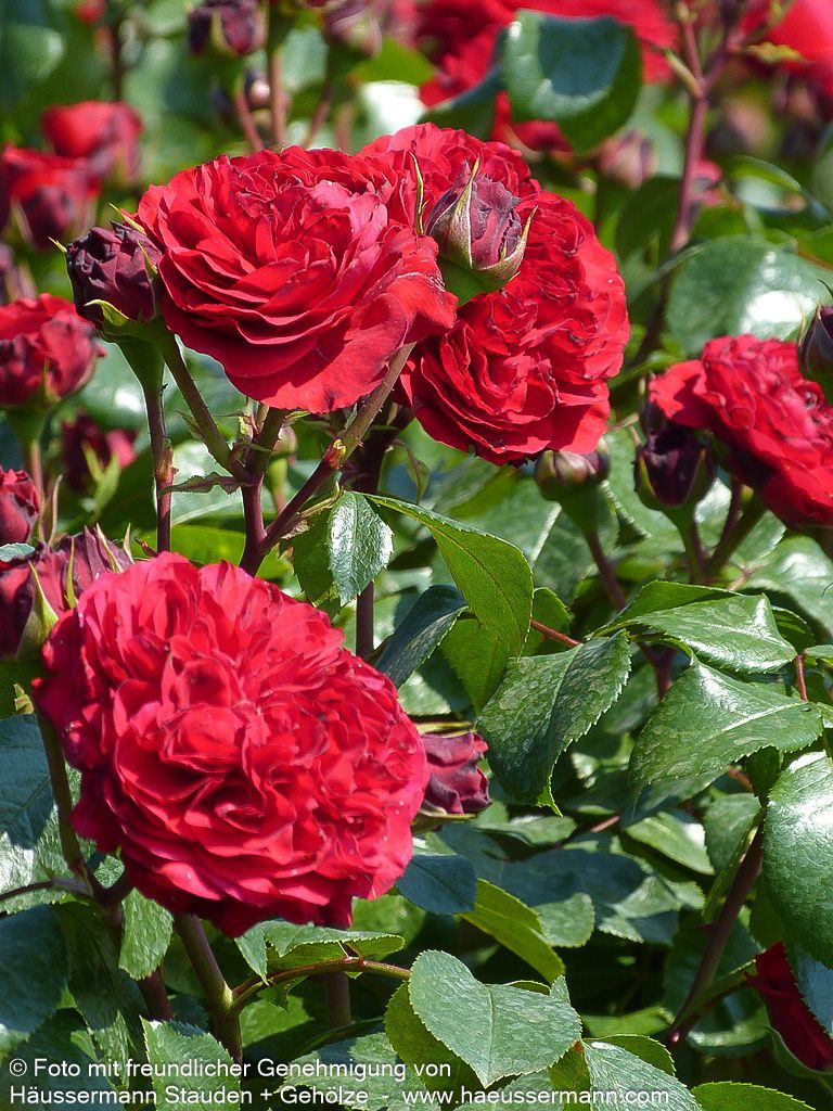 Beetrose 'Red Leonardo da Vinci' (Rosa  BT VI)