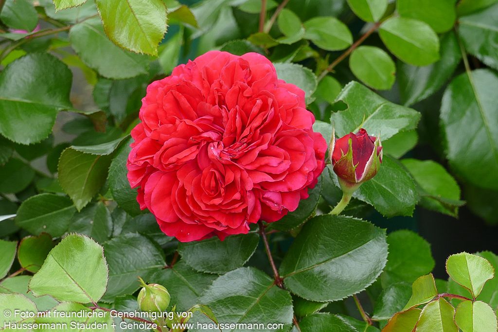 Beetrose 'Red Leonardo da Vinci' (Rosa  BT VI)
