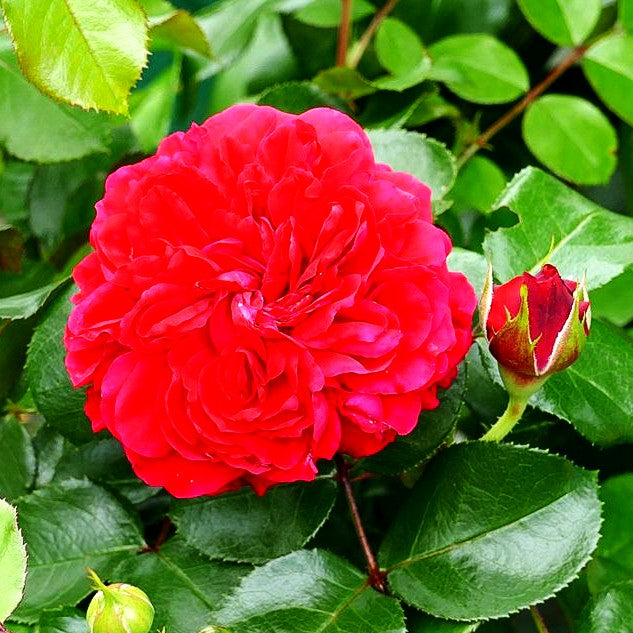 Beetrose 'Red Leonardo da Vinci' (Rosa BT VI)