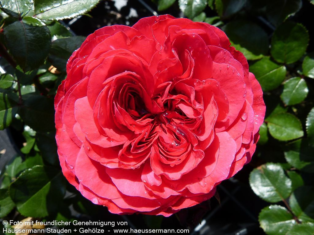 Beetrose 'Red Leonardo da Vinci' (Rosa  BT VI)