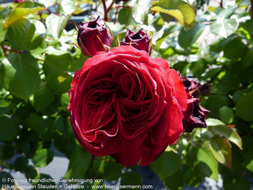 Beetrose 'Red Leonardo da Vinci' (Rosa  BT VI)