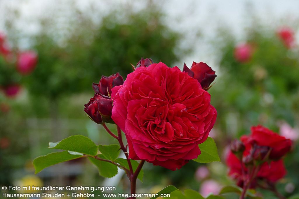 Beetrose 'Red Leonardo da Vinci' (Rosa  BT VI)