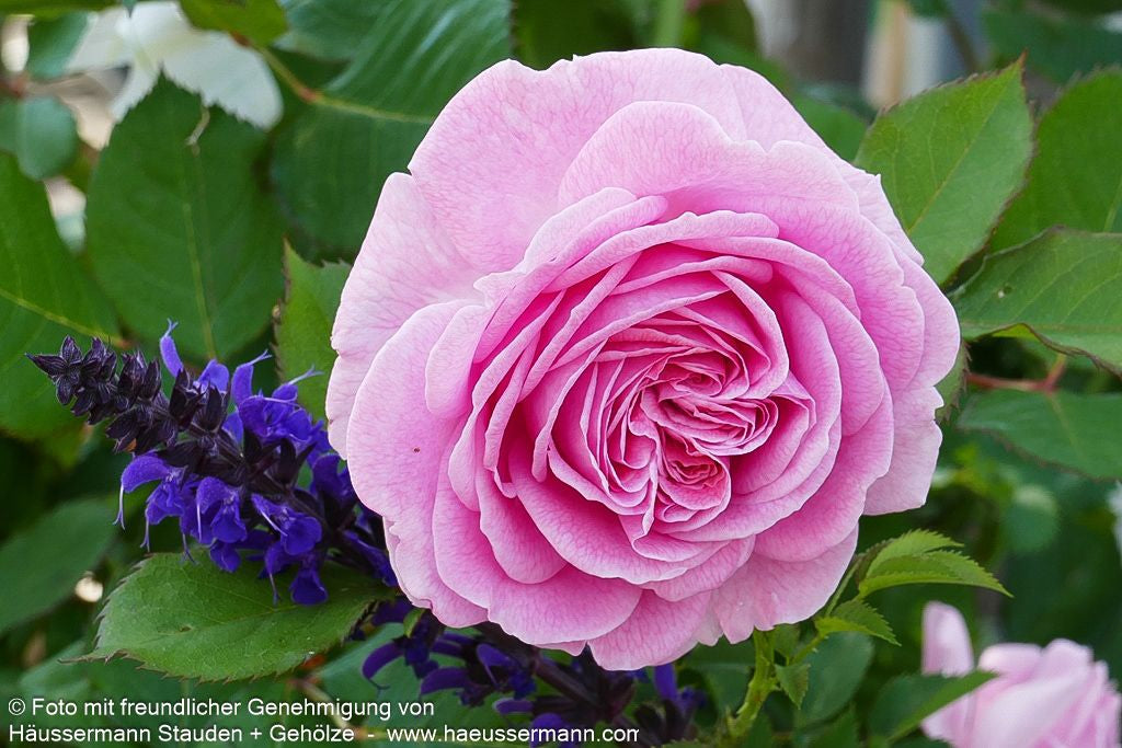 Beetrose 'Rosengräfin Marie Henriette'  -R- 'Rosengräfin Marie Henriette' (Rosa  BT VI)
