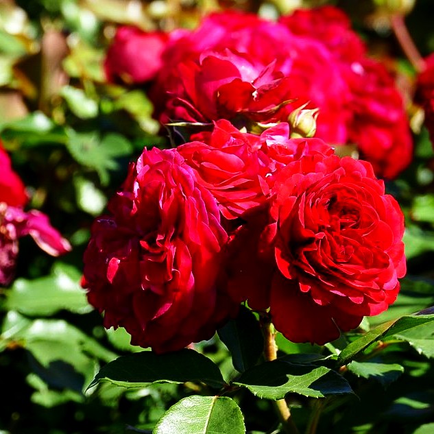 Beetrose 'Rouge Meilove' -R- (Rosa BT III)
