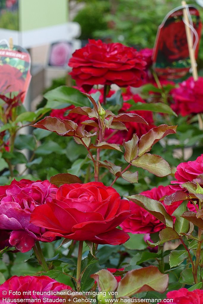 Beetrose 'Rouge Meilove'  -R- 'Rouge Meilove' (Rosa  BT III)