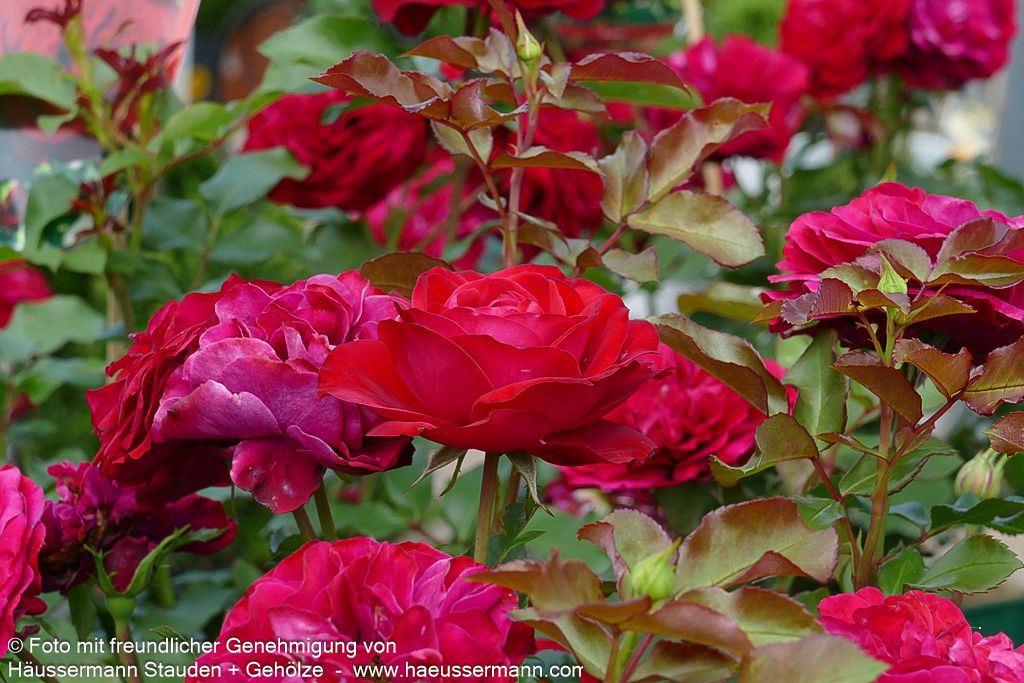 Beetrose 'Rouge Meilove'  -R- 'Rouge Meilove' (Rosa  BT III)