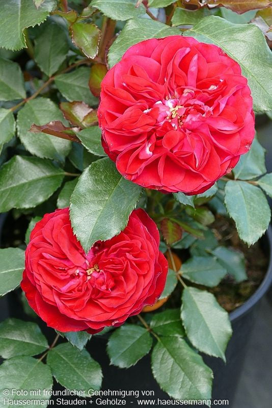 Beetrose 'Rouge Meilove'  -R- 'Rouge Meilove' (Rosa  BT III)