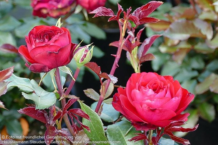 Beetrose 'Rouge Meilove'  -R- 'Rouge Meilove' (Rosa  BT III)