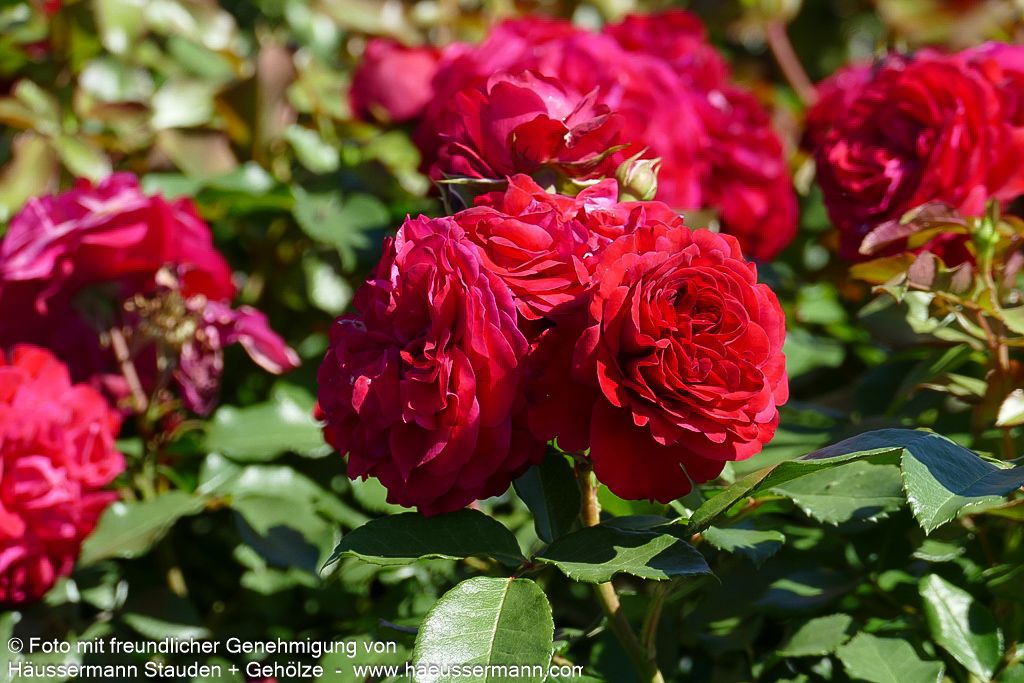Beetrose 'Rouge Meilove'  -R- 'Rouge Meilove' (Rosa  BT III)