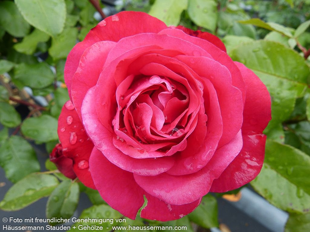 Beetrose 'Rouge Meilove'  -R- 'Rouge Meilove' (Rosa  BT III)