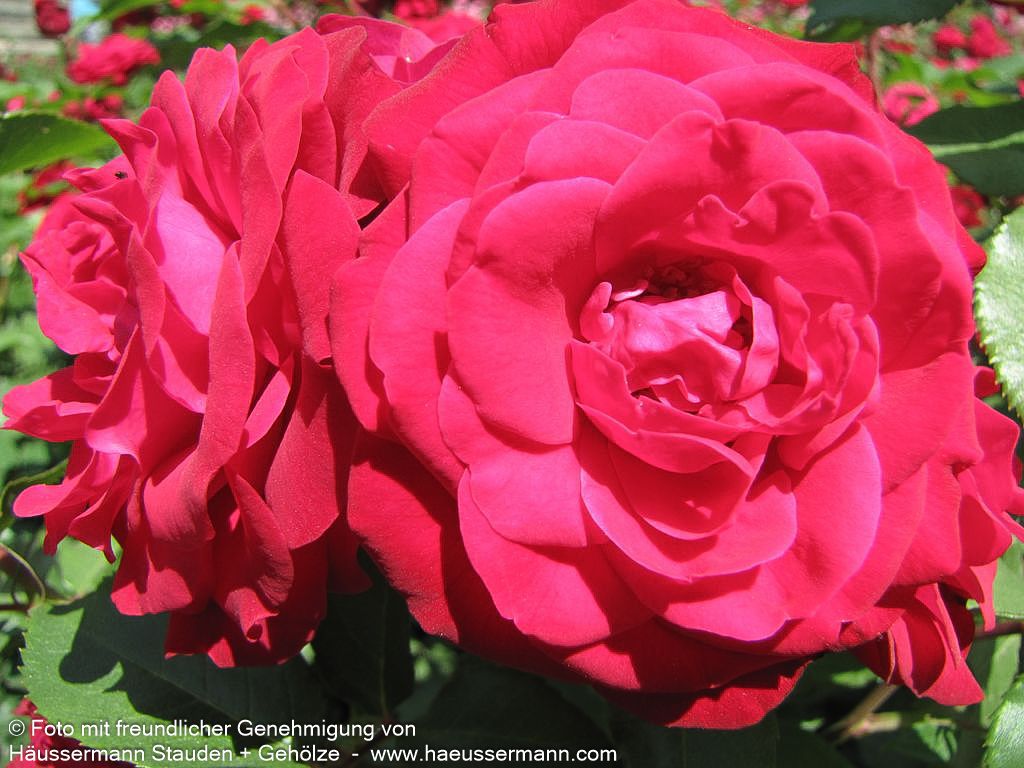 Beetrose 'Rouge Meilove'  -R- 'Rouge Meilove' (Rosa  BT III)