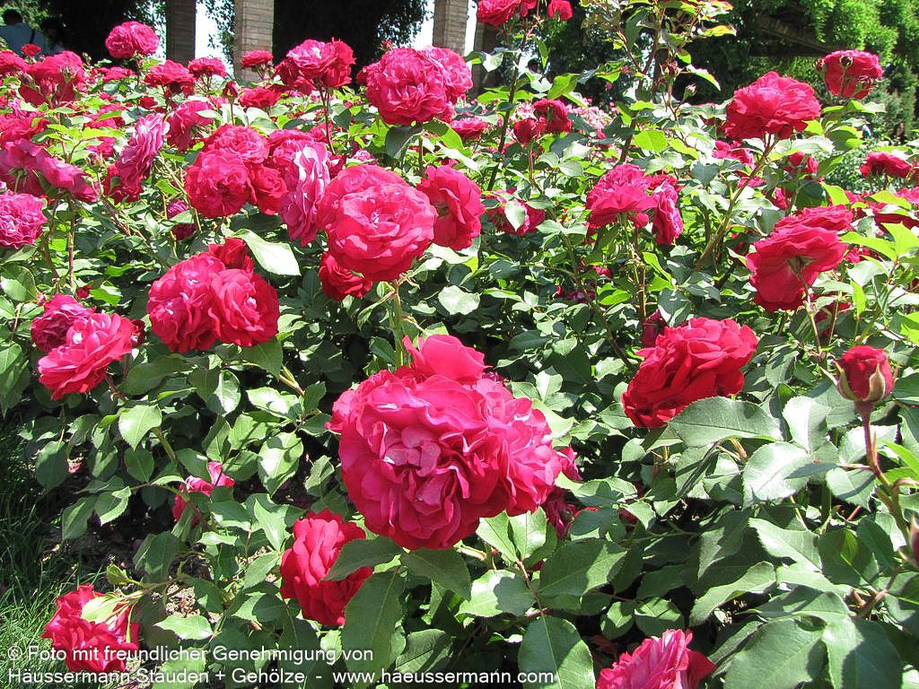Beetrose 'Rouge Meilove'  -R- 'Rouge Meilove' (Rosa  BT III)