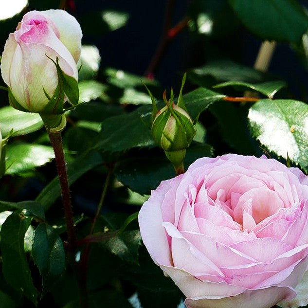 Beetrose 'Stephanie Baronin zu Guttenbg.' (Rosa BT V)